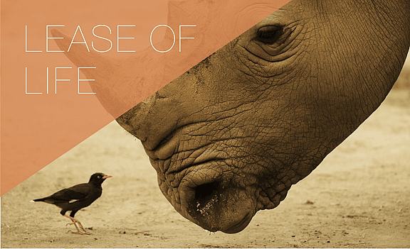 Image of a hippo and bird symbolising the collaborative relationship between suppliers and businesses. The article discusses how Leasing can enhance supplier relationships and support business growth by exploring lessons from grenke’s roundtable discussion on the leasing ecosystem.